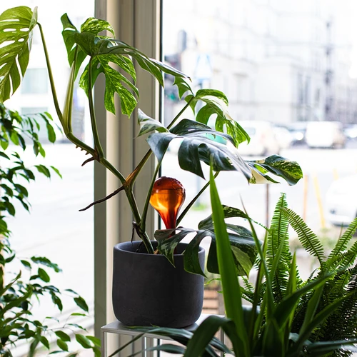 Taimede kastmispallid, läbipaistvad merevaigukarva, 400 ml, 2 tk. - 11